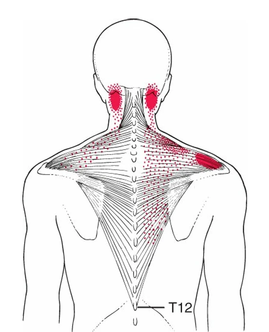 A back view of a person's back

AI-generated content may be incorrect.