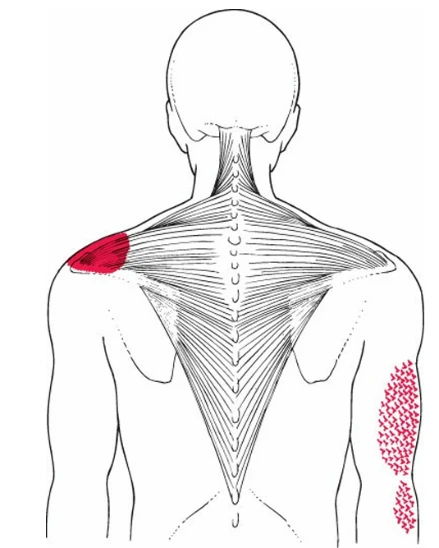 A back view of a person's back

AI-generated content may be incorrect.