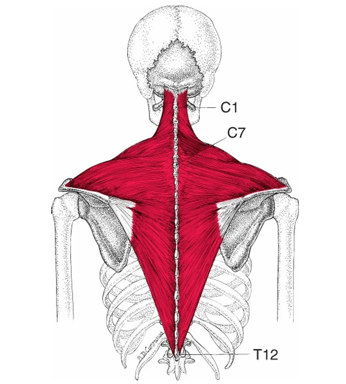 A diagram of the back of a human skeleton

AI-generated content may be incorrect.